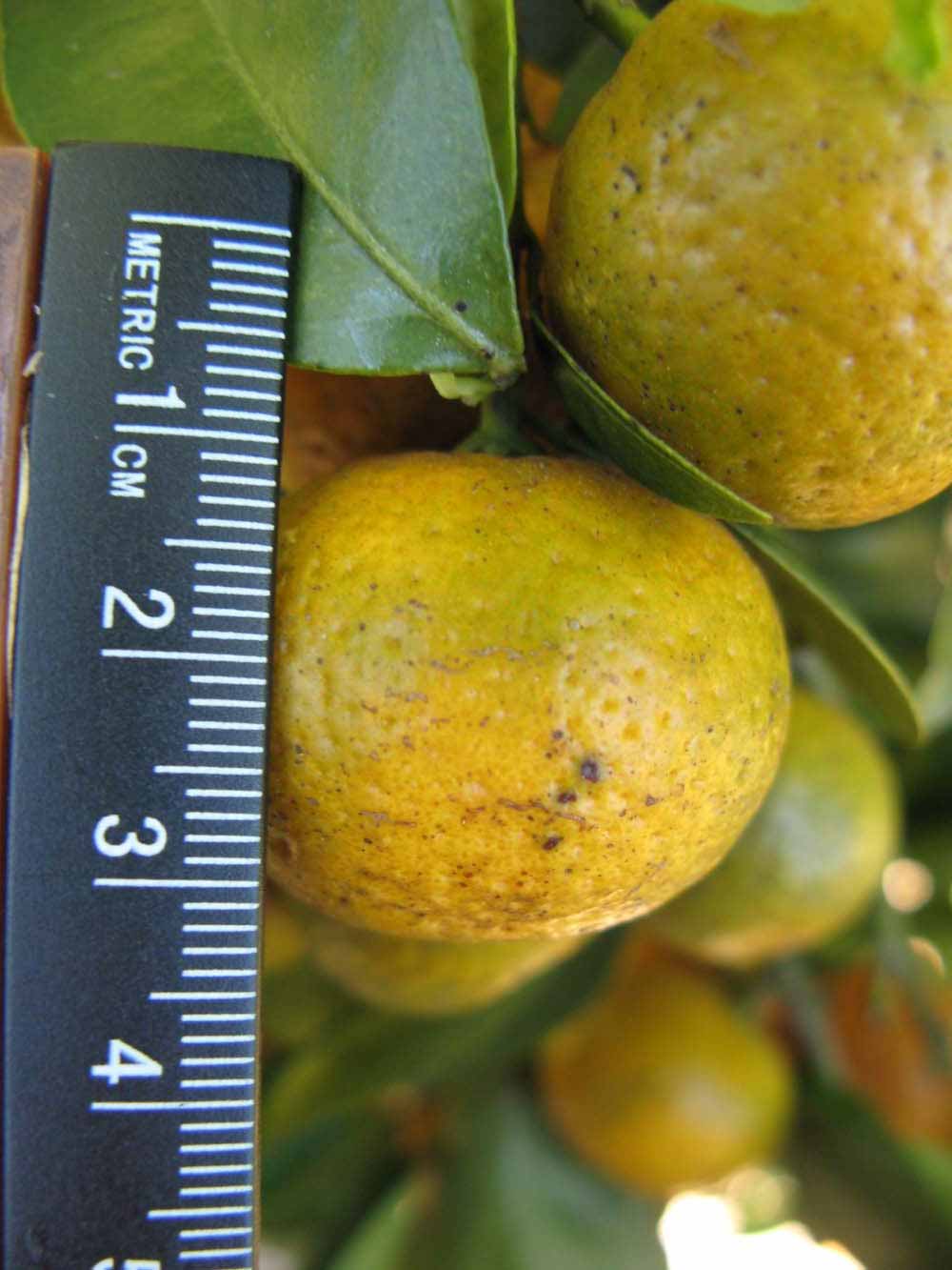            Fruit (Winter Haven, FL)   